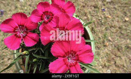 Dark pink Dianthus flower. It is a genus of about 300 species of flowering plants in the family Caryophyllaceae. Common names include carnation (D. ca Stock Photo