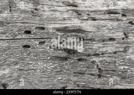 Background is an old dry tree eaten by bark beetles Stock Photo