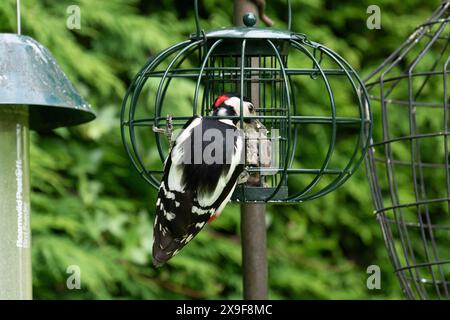 A male great spotted woodpecker (Dendrocopos major) feeding from a caged bird feeder in a Yorkshire garden. Stock Photo