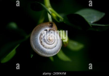 Backgrounds: close-up of beautiful tiny snail on plant with black background Stock Photo