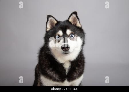 Portrait of an Alaskan Klee Kai sitting in front of a grey background Stock Photo