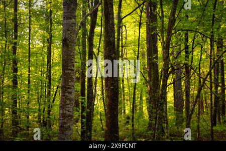 Pine tree forest in springtime, Georgia, USA Stock Photo