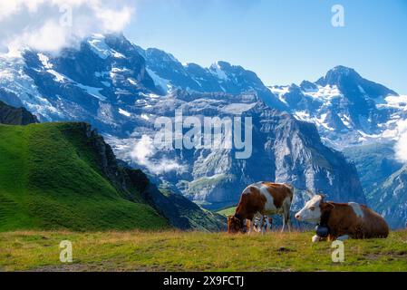 Three Cows grazing in an alpine meadow in Swiss Alps, Mannlichen, Switzerland Stock Photo