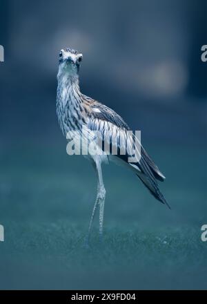 Portrait of a wild bush stone-curlew (Burhinus grallarius) at twilight standing on a grass lawn by a woodland, Australia Stock Photo