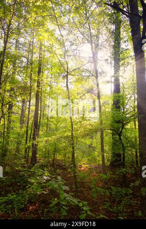 Sunlight streaming through elm and oak trees in a forest, Georgia, USA Stock Photo
