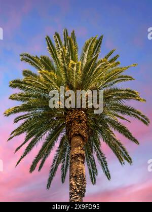 Low angle view of a Tropical Palm tree against a romantic pink sky, Australia Stock Photo