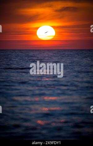 Bird flying past setting sun over Baltic Sea at sunset, Lithuania Stock Photo