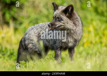 A male red fox (Vulpes vulpes) (silver morph) on San Juan Island in the San Juan Islands, Washington State, United States. Stock Photo