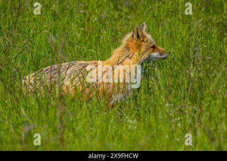 A female red fox (Vulpes vulpes) is hunting for food on San Juan Island in the San Juan Islands, Washington State, United States. Stock Photo