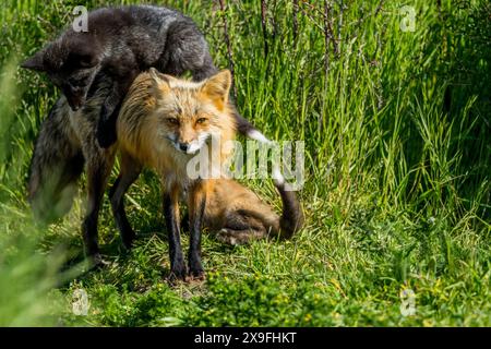 A female red fox (Vulpes vulpes) with pups (kits) on San Juan Island in the San Juan Islands, Washington State, United States. Stock Photo