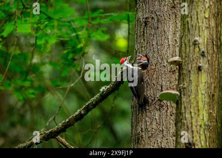A male Pileated Woodpecker Dryocopus pileatus is feeding its chicks at a nesting hole in a tree in a park in Kirkland, Washington State, United States Stock Photo