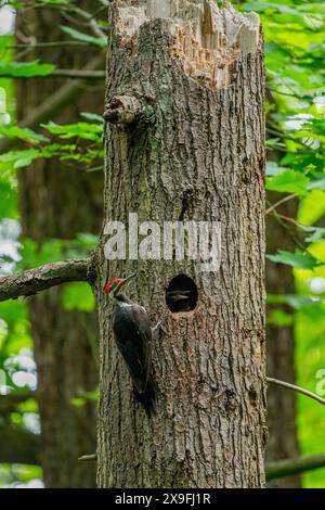 A male Pileated Woodpecker Dryocopus pileatus at the nesting hole in a tree in a park in Kirkland, Washington State, United States. Stock Photo