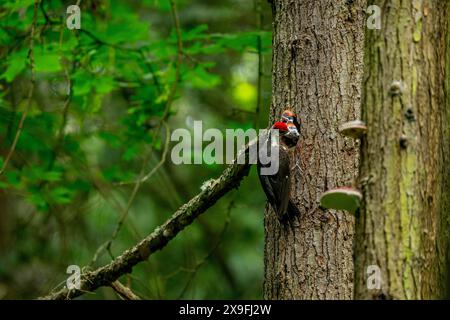 A male Pileated Woodpecker Dryocopus pileatus is feeding its chicks at a nesting hole in a tree in a park in Kirkland, Washington State, United States Stock Photo