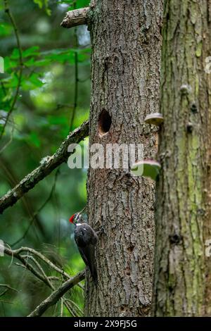 A female Pileated Woodpecker Dryocopus pileatus approaching the nesting hole in a tree in a park in Kirkland, Washington State, United States. Stock Photo