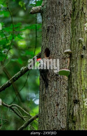 A female Pileated Woodpecker Dryocopus pileatus approaching the nesting hole in a tree in a park in Kirkland, Washington State, United States. Stock Photo
