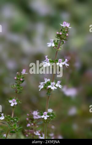 Closeup of flowers of common Thyme (Thymus vulgaris) in an allotment garden in early summer Stock Photo