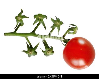 Single red cherry tomatoes on green branch isolated on white background with clipping path, vegetable, vegan food, raw material, business concept Stock Photo