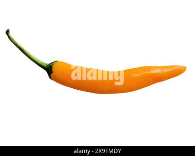 Yellow chili peppers isolated cutout on whit background with clipping path, raw food, herb, savoury ingredient, best pickled in vinegar, mild spicy Stock Photo