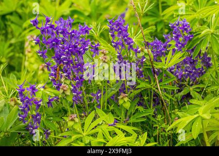 Larkspur flowering at Juanita Bay Park, Lake Washington in Kirkland, Washington State, USA. Stock Photo