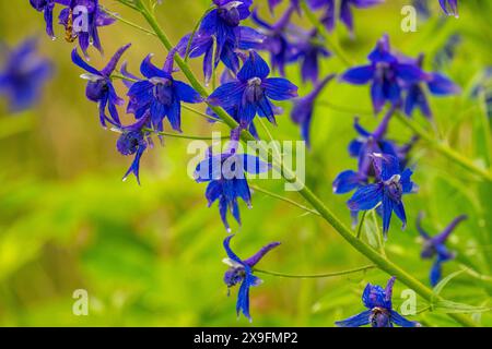Larkspur flowering at Juanita Bay Park, Lake Washington in Kirkland, Washington State, USA. Stock Photo