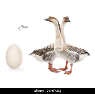 egg goose on a white background Stock Photo