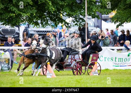 SHEPTON MALLET, SOMERSET, UK, 31st May, 2024,   Action shot of the Osborne Refrigerators double harness scurry competition at The Royal Bath and West Show. Credit John Rose/Alamy Live News Stock Photo