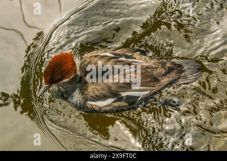 Female Smew in the pond, seen from above Stock Photo