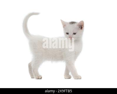 white kitten isolated on white background Stock Photo