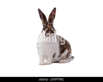 spotted rabbit sitting isolated on a white background. Stock Photo