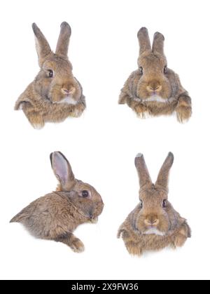 Collage of cute fluffy rabbit on white background Stock Photo - Alamy
