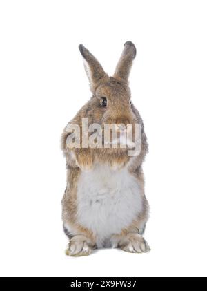 brown rabbit isolated on white background Stock Photo