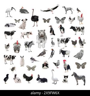 collage of black and white animals isolated on white background Stock Photo