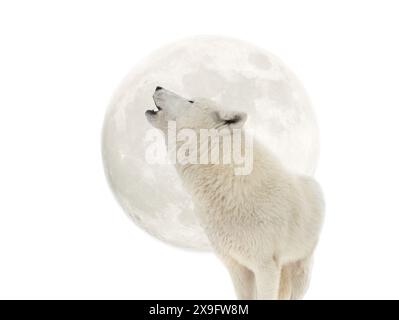 Arctic wolf howling at the moon isolated on white background Stock Photo