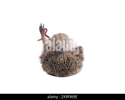 hedgehog with worm holding in paw isolated on white background Stock Photo