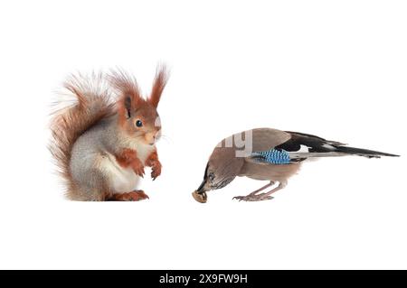 jay eats a nut in front of a squirrel isolated on white background Stock Photo