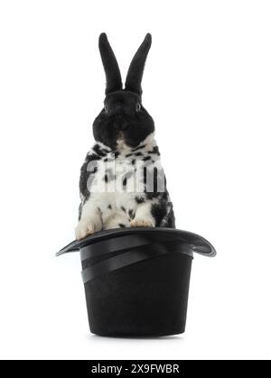 rabbit stands in a hat isolated on white background Stock Photo