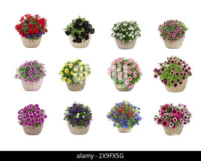set of bouquets of petunias isolated on white background Stock Photo