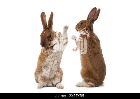 two rabbits doing paws handshake isolated on white background Stock Photo