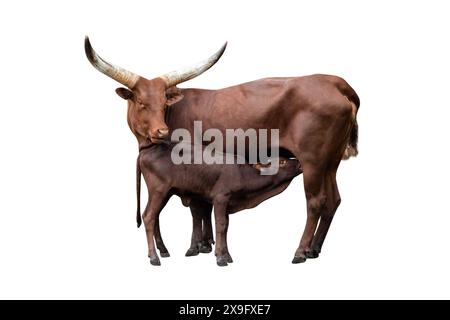 cow gives milk to little child on white background Stock Photo