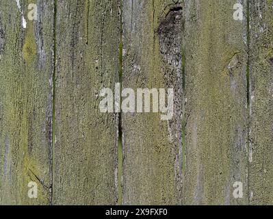 green surface eroded by time, old wood background. Stock Photo