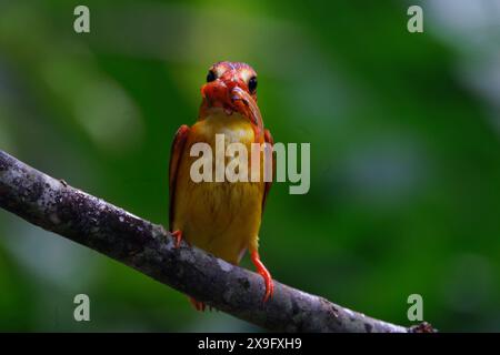 Rufous-backed dwarf kingfisher (Ceyx rufidorsa) perching on small branch Stock Photo