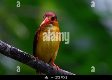 Rufous-backed dwarf kingfisher (Ceyx rufidorsa) perching on small branch Stock Photo