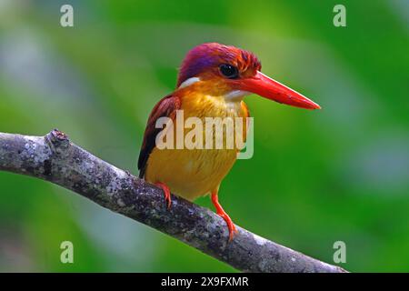 Rufous-backed dwarf kingfisher (Ceyx rufidorsa) perching on small branch Stock Photo