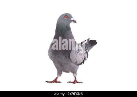 gray dove isolated on white background Stock Photo