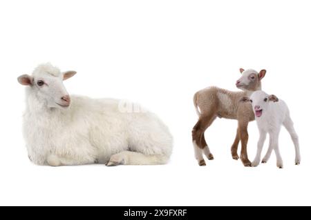 mother sheep and little sheep isolated on white background Stock Photo