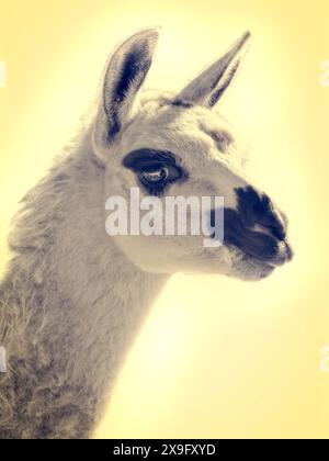 portrait of white llama isolated on white background Stock Photo