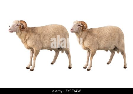 two white ram isolated on white background Stock Photo