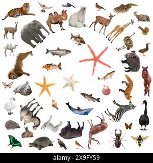 collage of animals isolated on white background Stock Photo