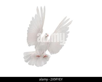 beautiful white dove in flight isolated on white background Stock Photo