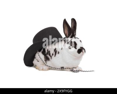 White rabbit with black hat isolated on white background Stock Photo